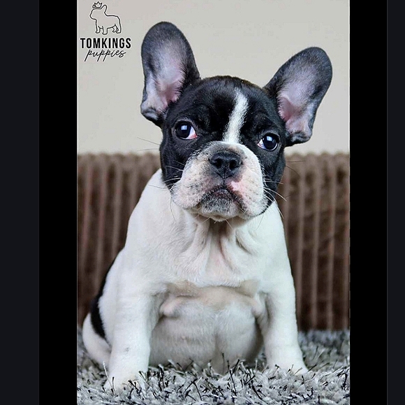 Christmas Tree Ornament Adorable French Bulldog Pup Figurine Red & White Scarf - Picture 5 of 16